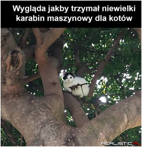 Co ten kotek robi?