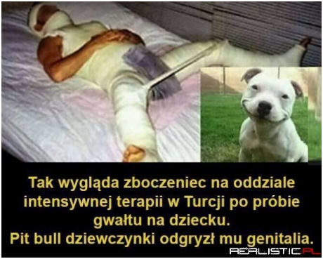 Dobry piesek