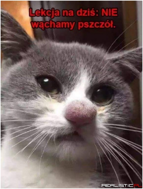 Lekcja na dziś