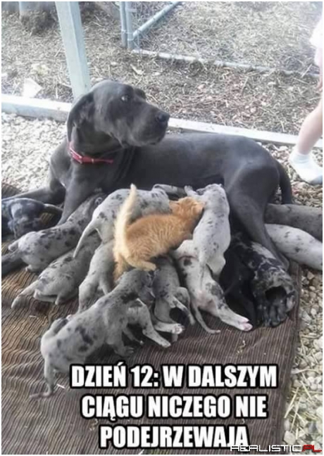 Dzień 12