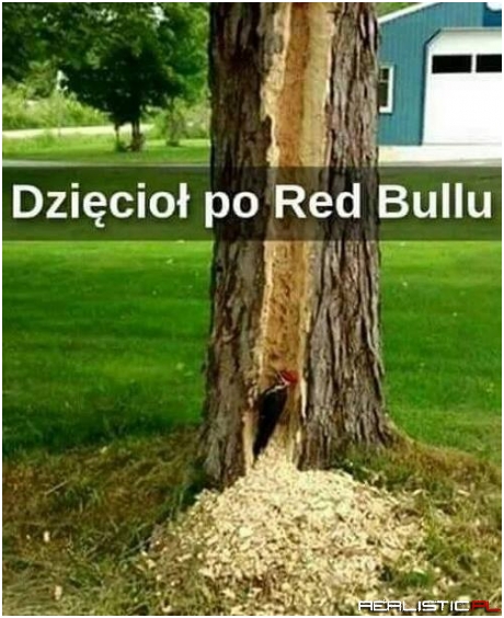 Co ten dzięcioł ;)