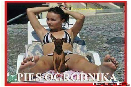 Pies ogrodnika