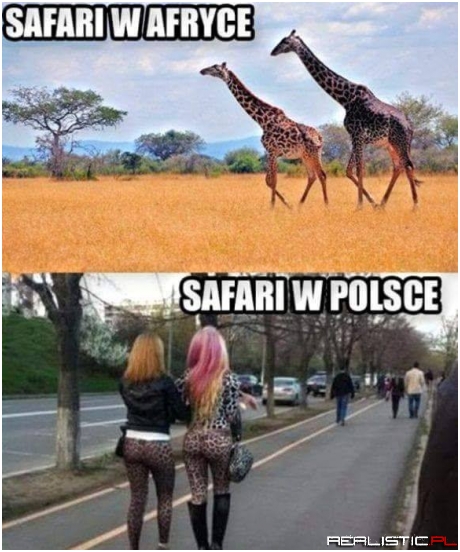 Jaki kraj takie żyrafy