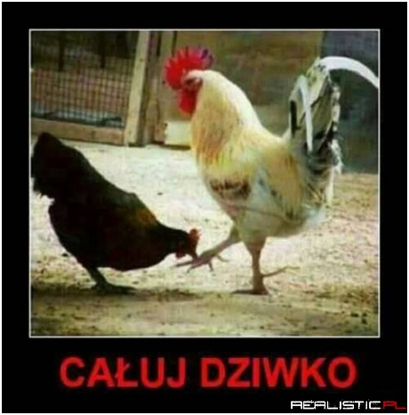 Upokorzenie dla kury