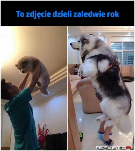 Malamut