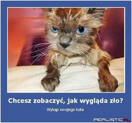 Zły kotełek