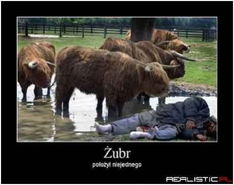 Chyba krowa xD