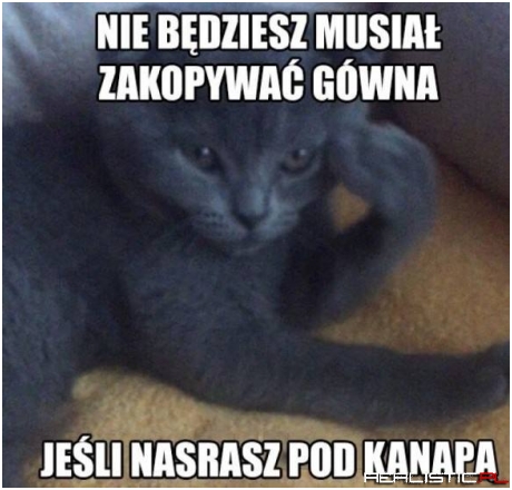Kocia logika ;)