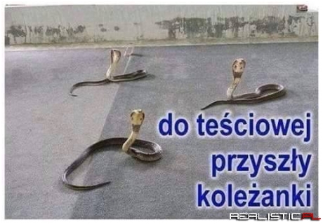 Koleżanki...