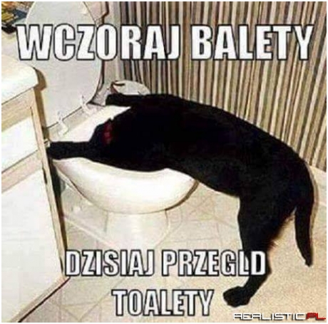 Przegląd toalety