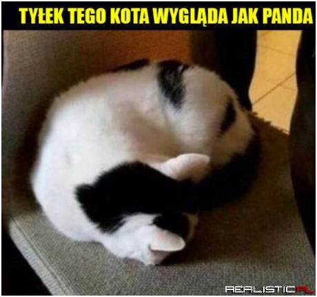 Dobry koteł xD