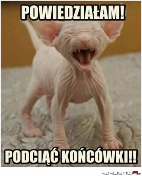 Kochany koteczek