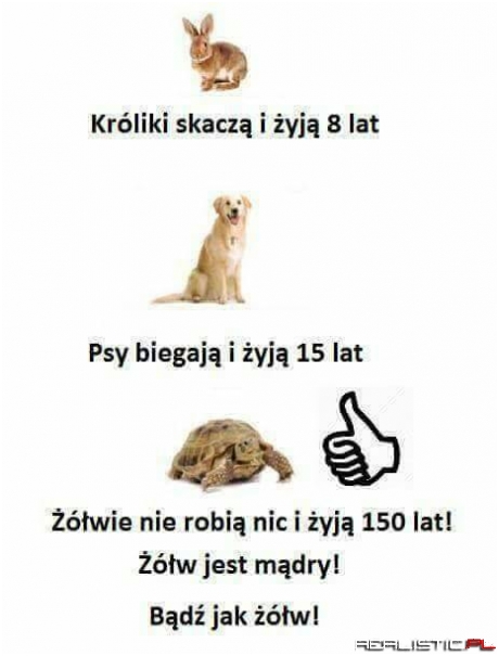 Bądź jak żółw