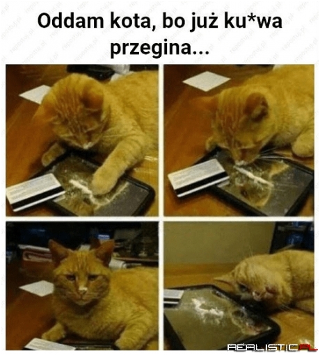 Co ten koteł?!