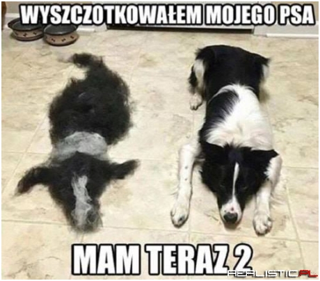 Dwa psy ;)