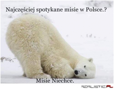 Jestem misiem xD