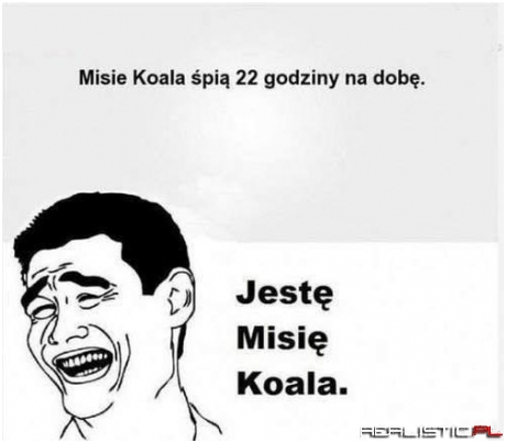 Miś koala