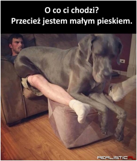 Piękne bydle