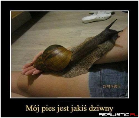 Rzucasz mu patyk i masz tydzień spokoju