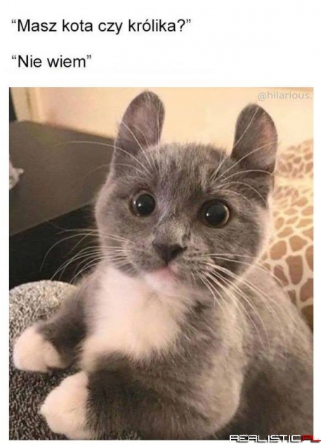 Mysz!