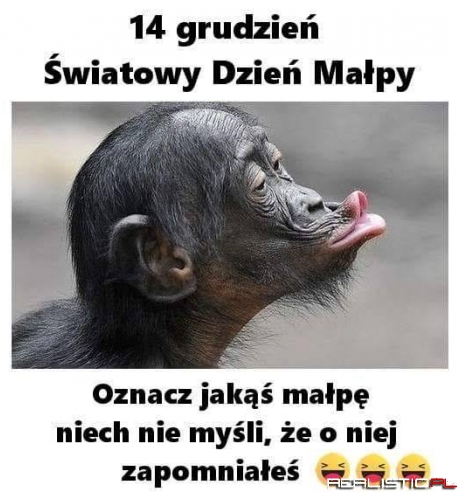 Światowy dzień małpy