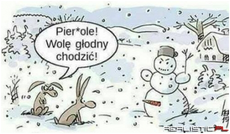Zając z charakterem