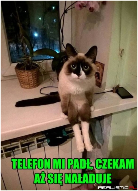 Co ten koteł