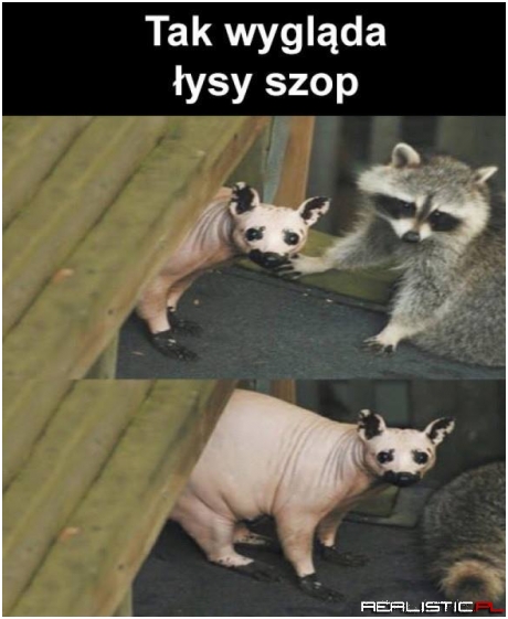 Łysy szop