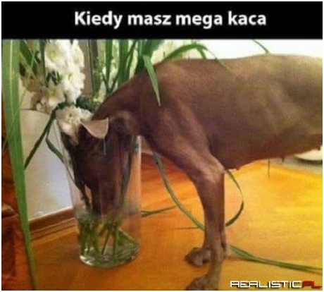 Mega kac taki jest