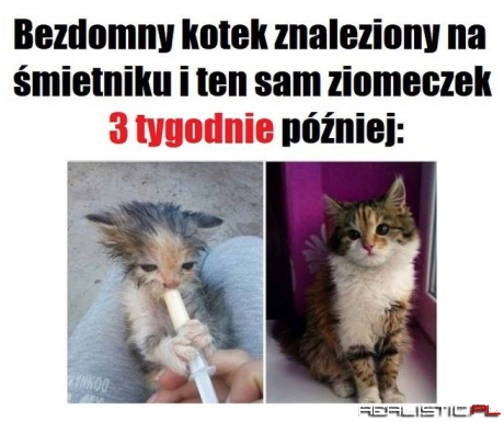 Śliczny kotek