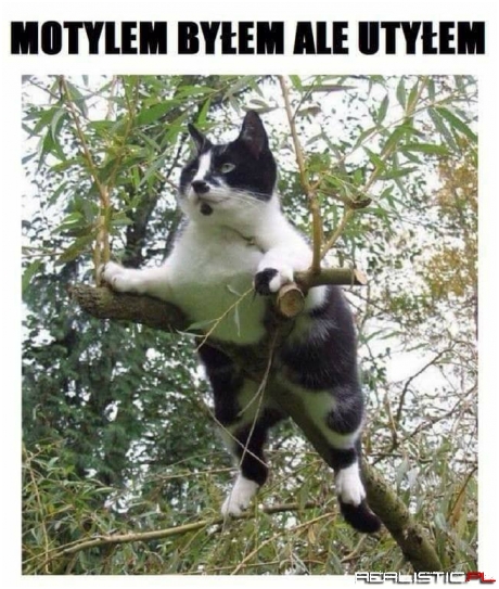Motylem byłem