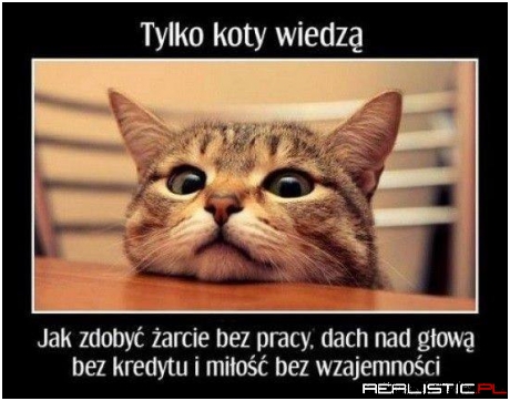 Tylko koty