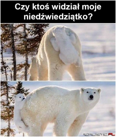 Znajdź misia