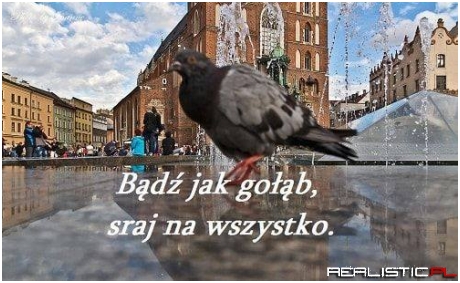 Bądź jak gołąb