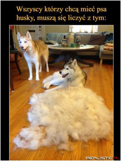 Husky
