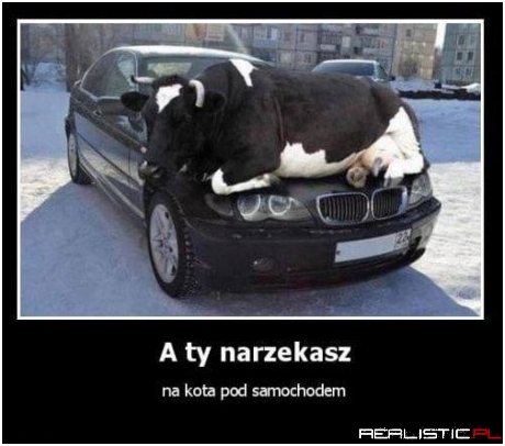 Jaki samochód takie maskotki
