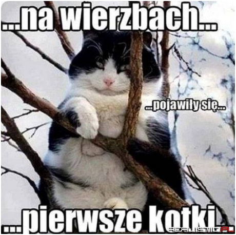 Pierwsze kotki