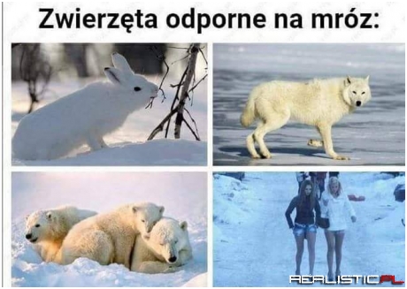 Ssaki leśne xD