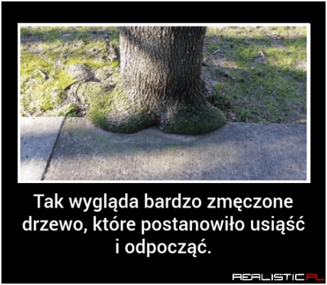 Zmęczone drzewo