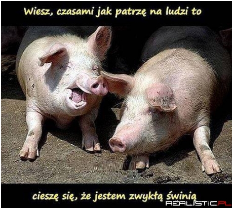 Zwykła świnia