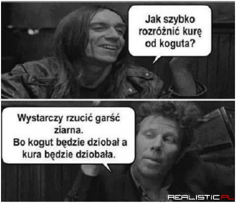 Jak rozróżnić kurę od koguta